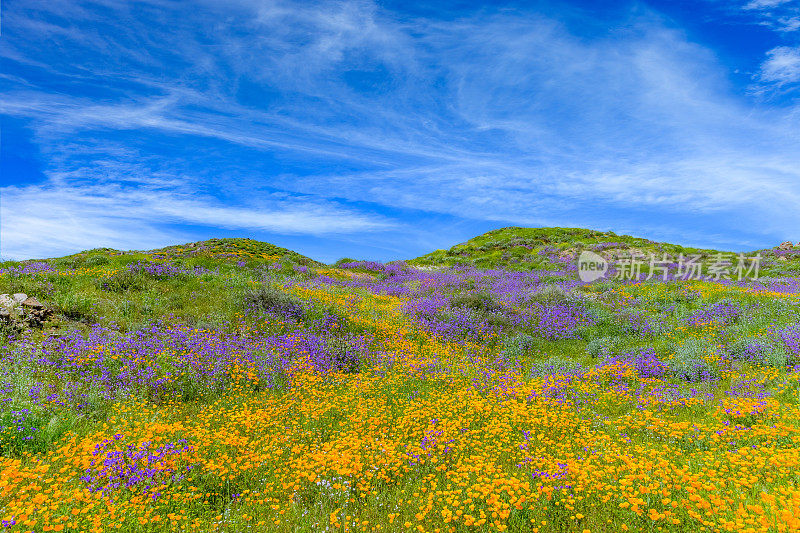 春天的加利福尼亚金色罂粟与起伏的山羚羊谷，加州