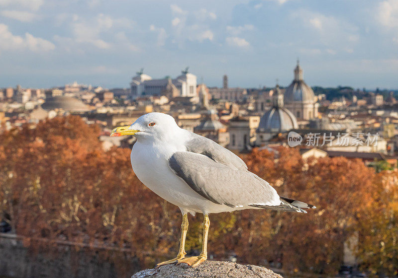罗马(意大利)-圣天使城堡的城市景观