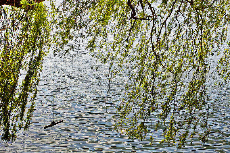 绿色的枝叶直接挂在水面上
