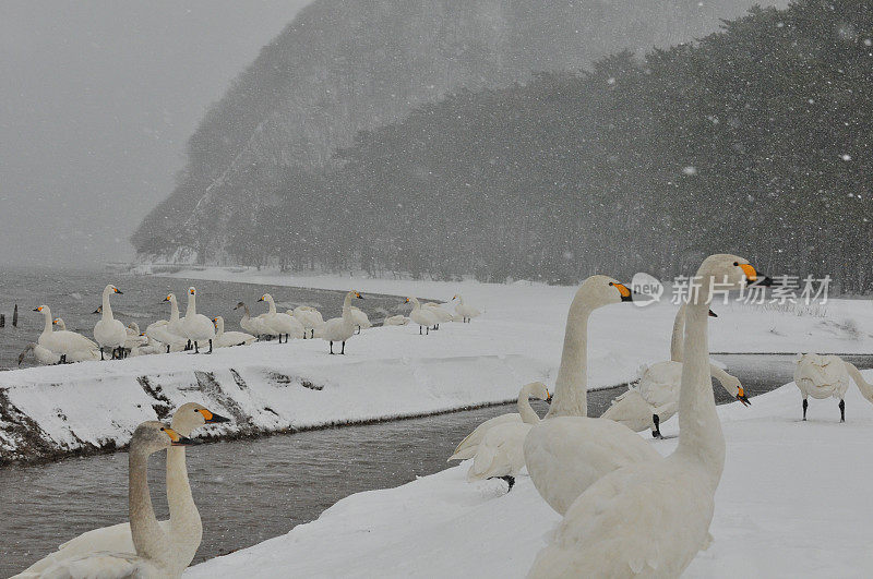 福岛县稻川湖大雪下的候鸟