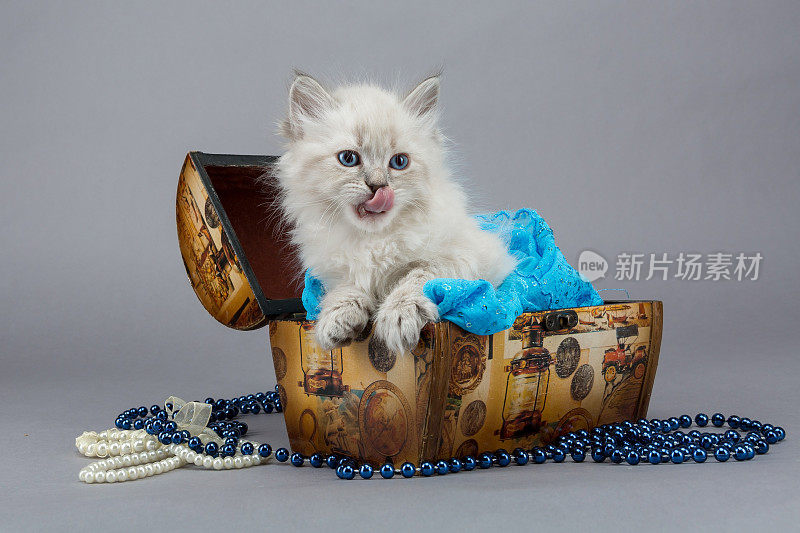 篮子里西伯利亚小猫的画像