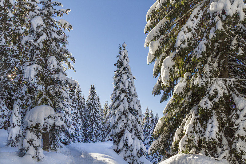 意大利帕莱迪圣马蒂诺自然公园(帕拉集团)里白雪覆盖的森林