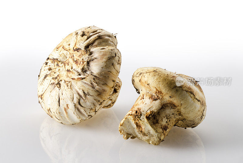 野生日本松茸蘑菇