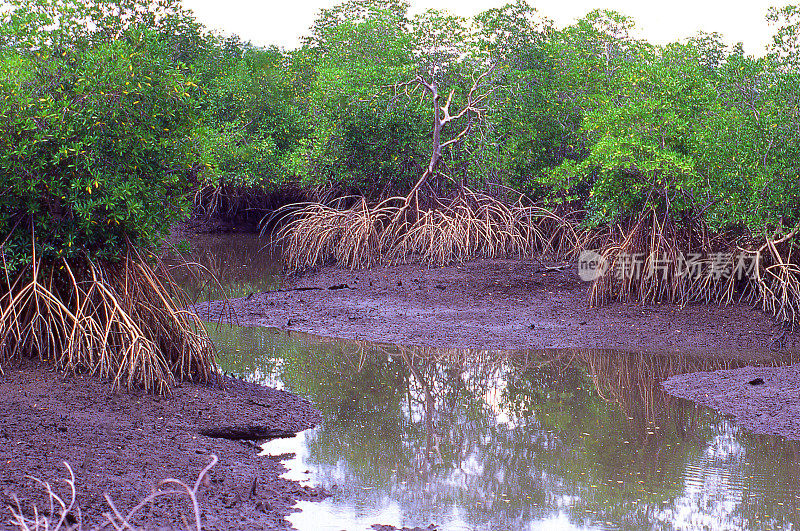 洪都拉斯中部丰塞卡湾的红树林和退潮时的滩涂