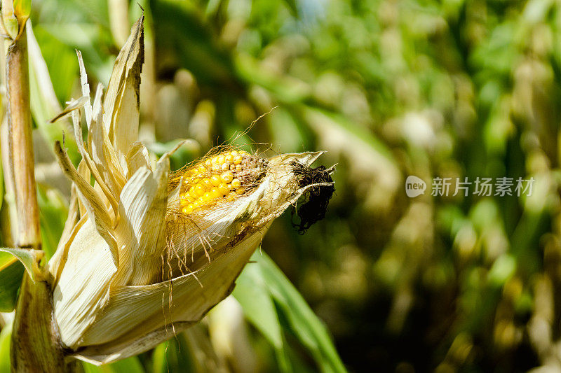 成熟的玉米，圆锥花序。