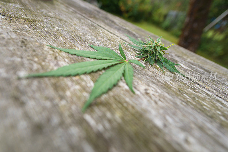 大麻(大麻)花蕾-大麻的成熟花在桌子上