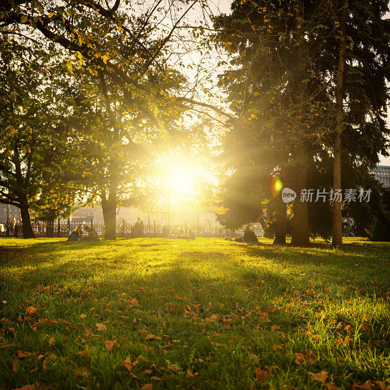 在布达佩斯的一个公园里，秋天的夕阳在树枝间照射