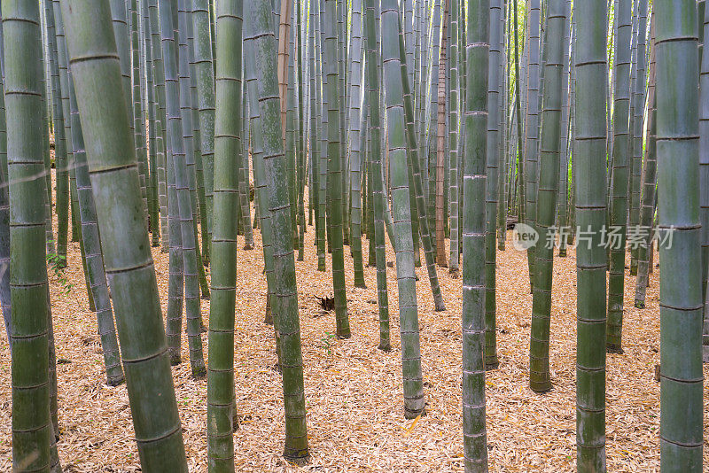 顶视图竹林密度在竹林，京都，日本