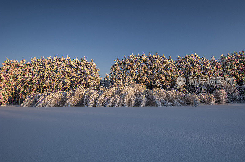 日落时，白雪覆盖了树木