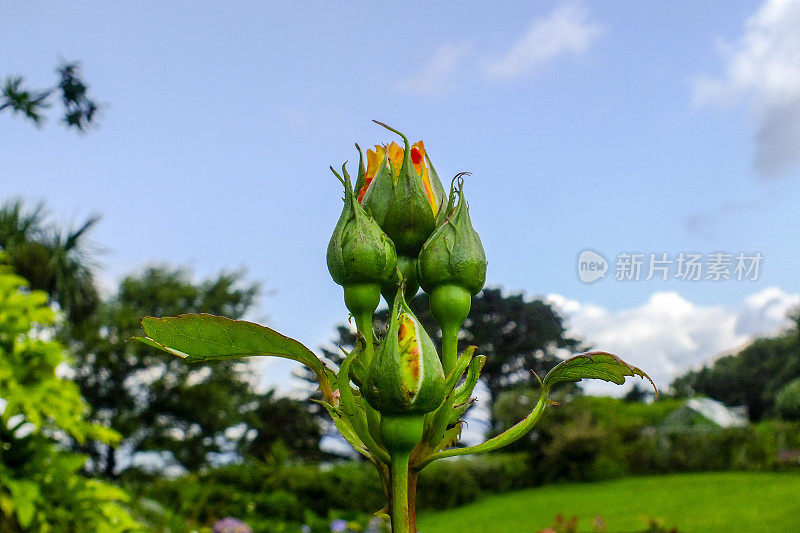 蓝天下的玫瑰花蕾。