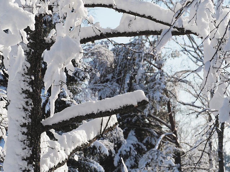 树枝上的雪