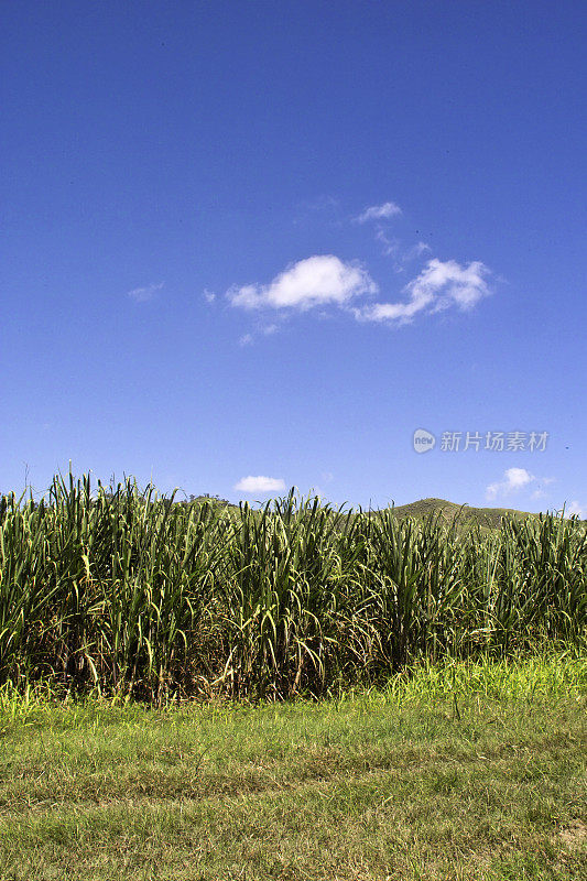 甘蔗田，蓝天