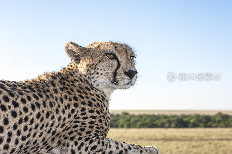 野生猎豹坐在Safari车顶的特写