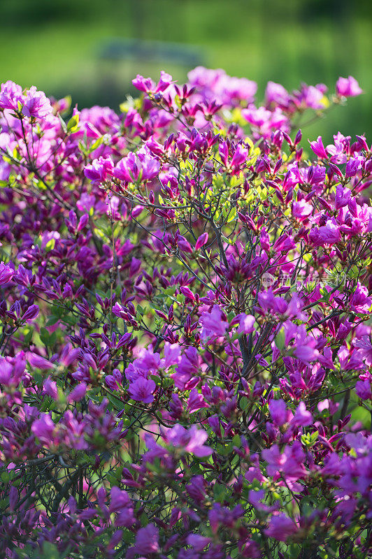 皇家杜鹃花