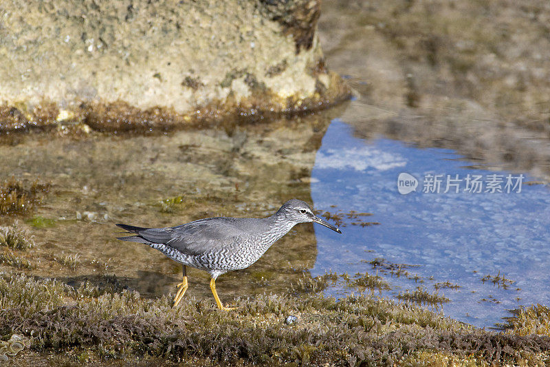 流浪的塔特勒，特林加因卡纳