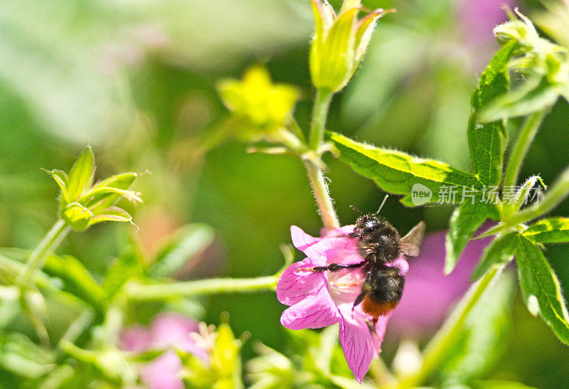 蜜蜂在一朵花上飞翔