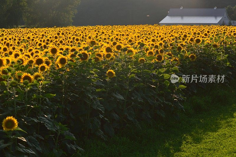 日落时分的向日葵农场