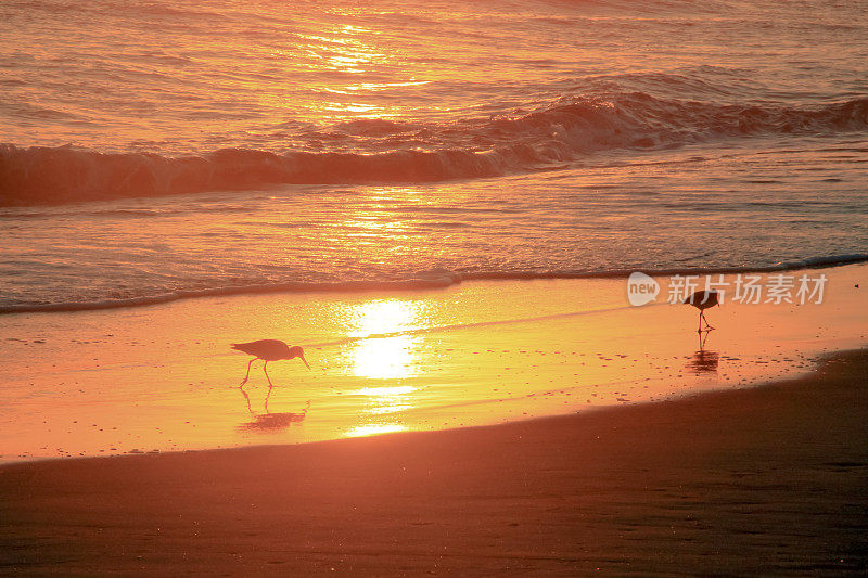 在太平洋海滩上吃草的热带鸟类的金色日落