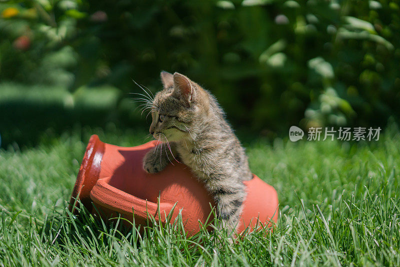 孟加拉猫在前面或后院