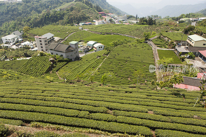 阿里山风景区,阿里山,嘉义,台湾,亚洲,茶树,茶园