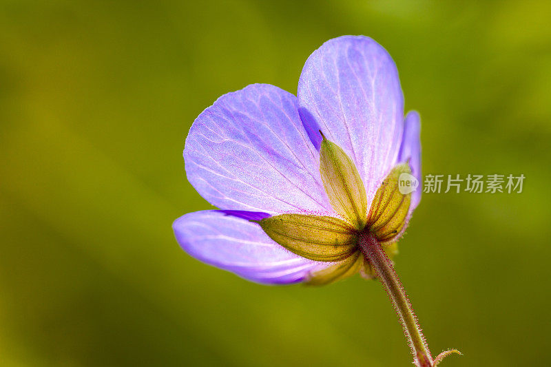 草甸陇牛儿苗科花