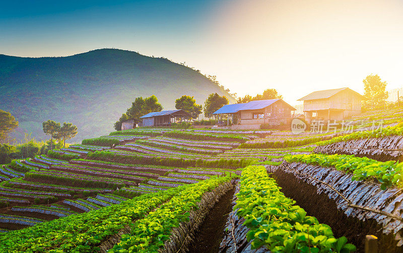 泰国北部的山景，日出和薄雾