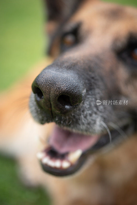 德国牧羊犬的鼻子