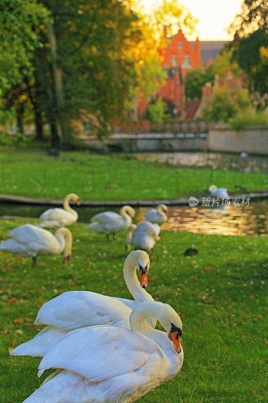 日出时分，一群天鹅在布鲁日公园里休息