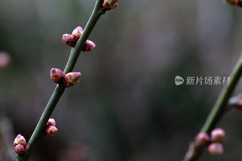 李子豆芽