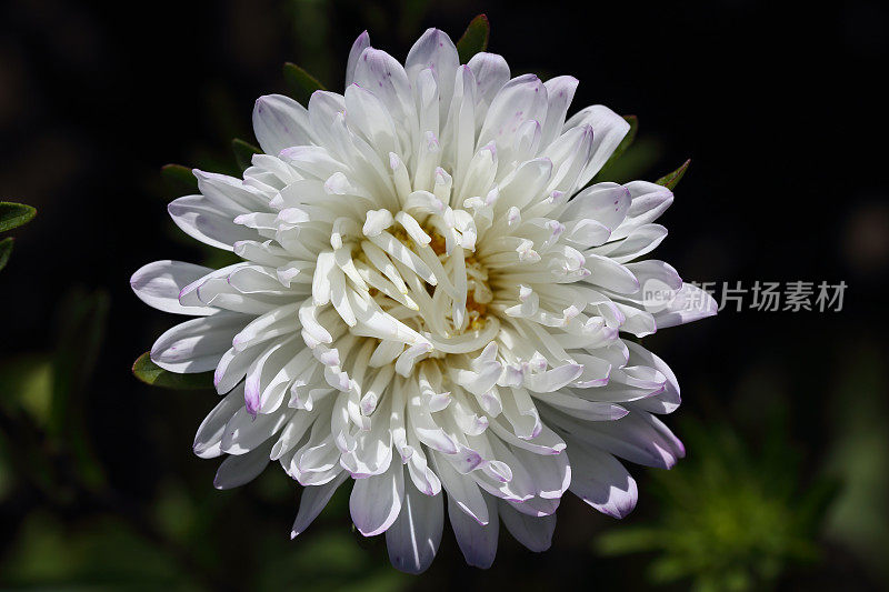 特里菊花。