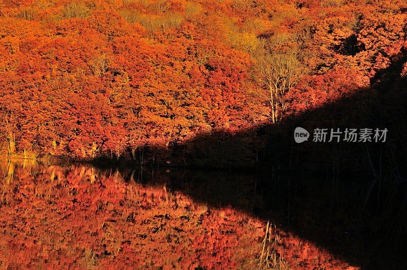 日本东北部和田市秋季沼泽的光影