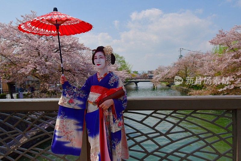 穿着美子服饰的日本女人在京都的桥上欣赏樱花