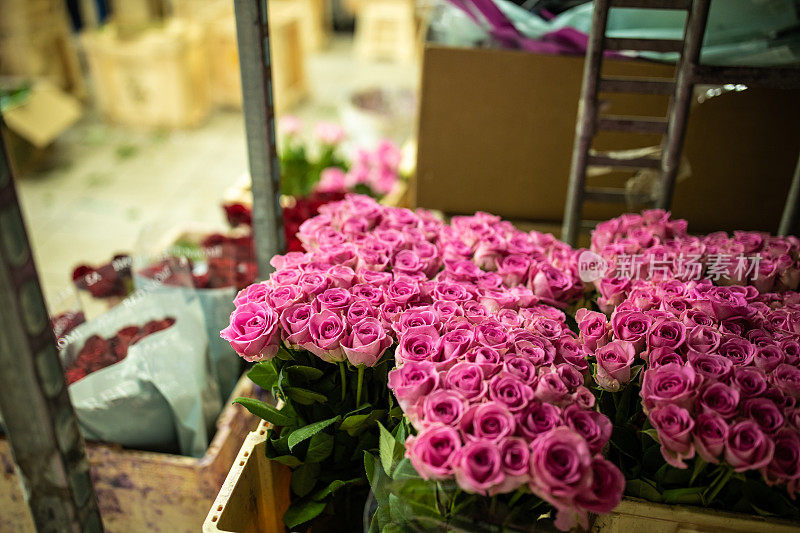 花店里盛开的粉色玫瑰