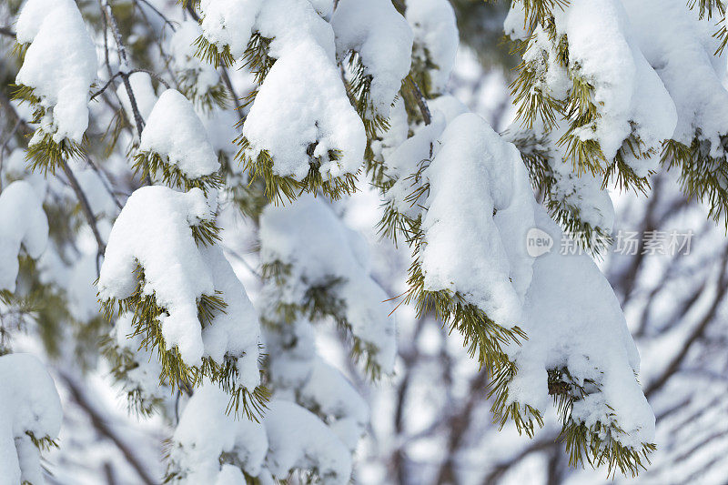 松树枝上的新雪