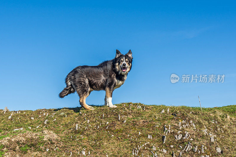 山顶上的边境牧羊犬