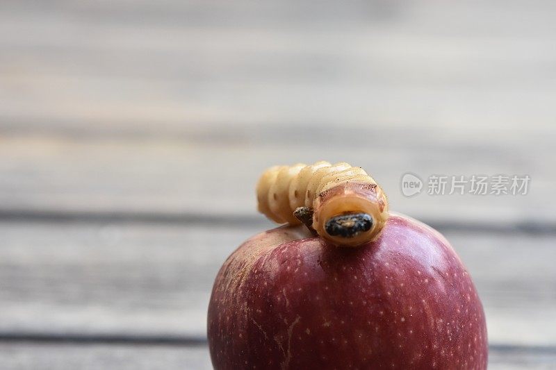 虫子从苹果里钻出来