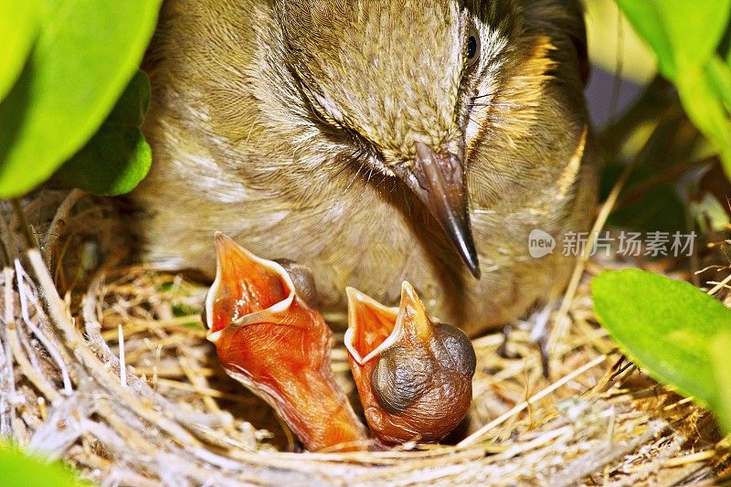 鸟妈妈和鸟宝宝在巢里。