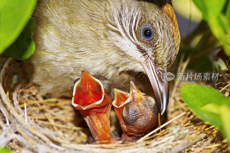 鸟在巢中孵化雏鸟。