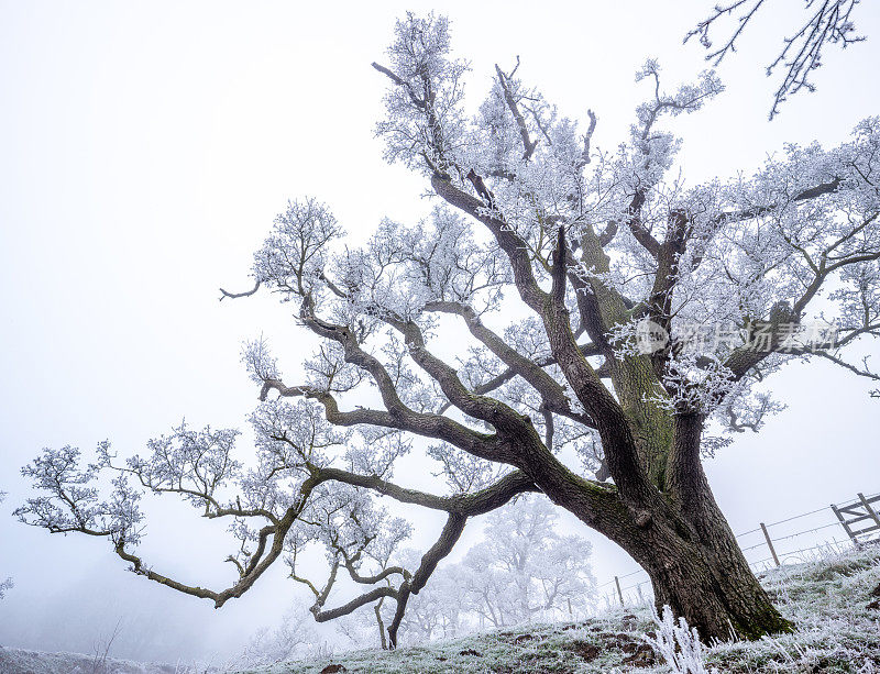 英国约克郡乡村冬天树上的冰和霜