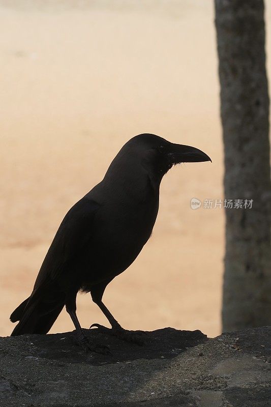 印度乌鸦鸟栖息在石墙上的黑色剪影，映衬着模糊的金色沙滩和椰子树