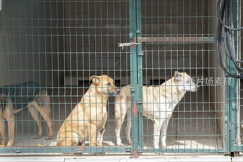 在动物收容所等待被收养的狗