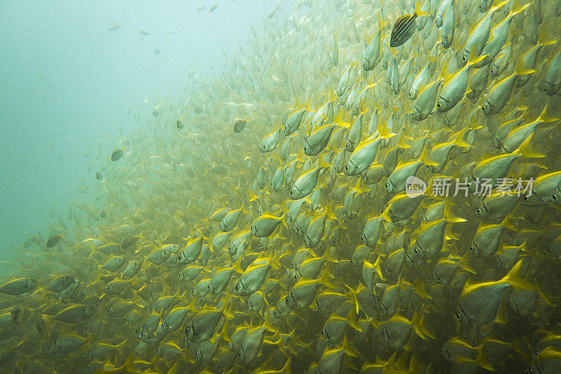 鱼群密集