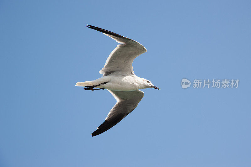 飞翔的海鸥