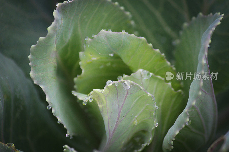 清晨露珠花园里的卷心菜