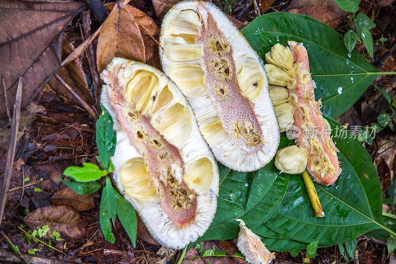 马来西亚:Jackfruit