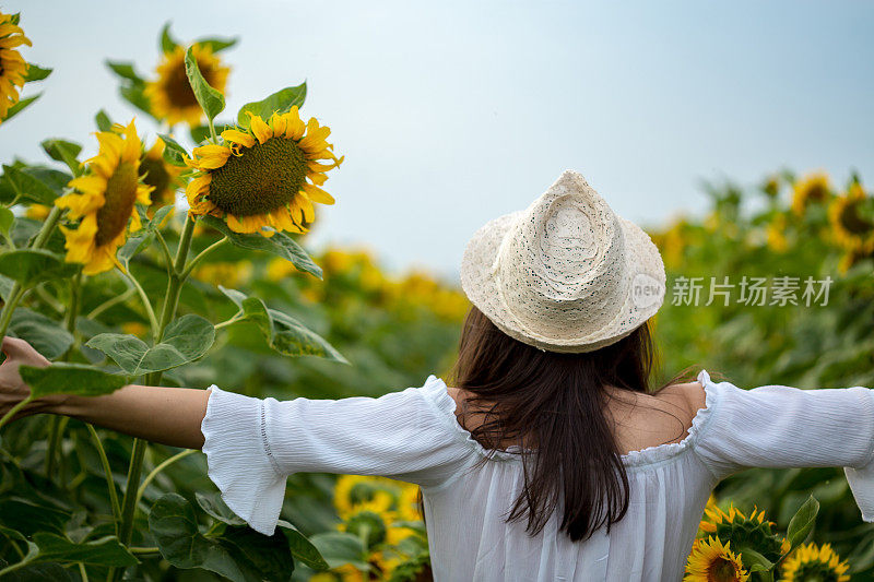 向日葵地里的美丽姑娘