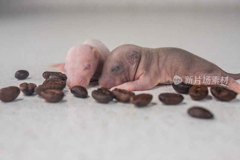 盲人老鼠幼崽。新生老鼠在咖啡豆的背景下睡觉。