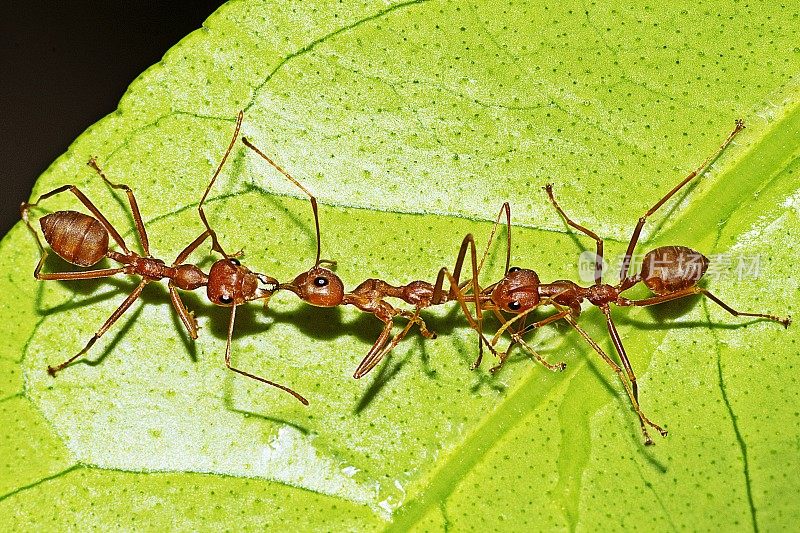 蚂蚁帮助搬运另一只蚂蚁作为食物。