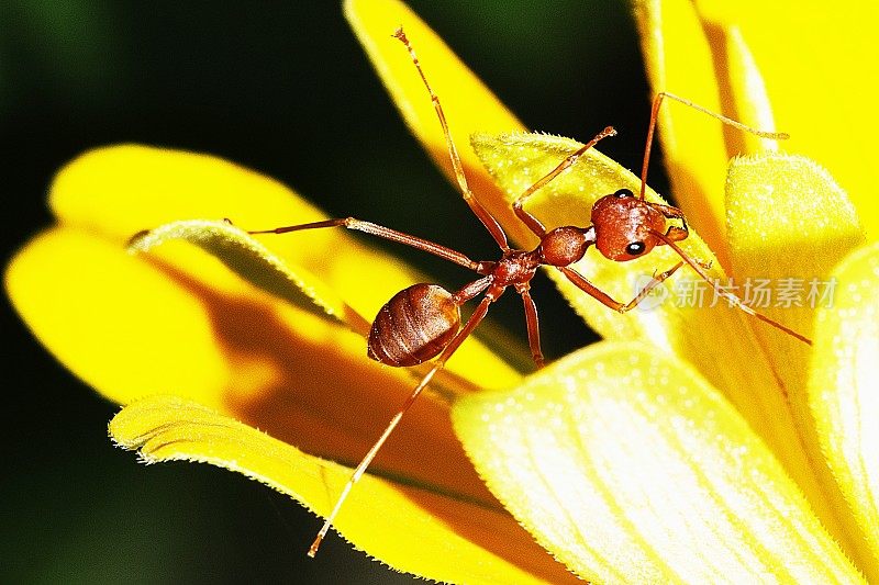 蚂蚁爬上黄花的花瓣。