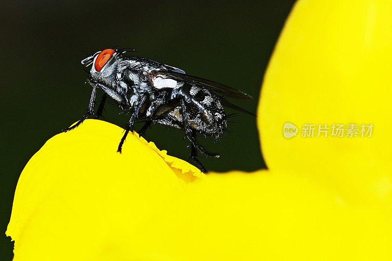 飞在黄花上。